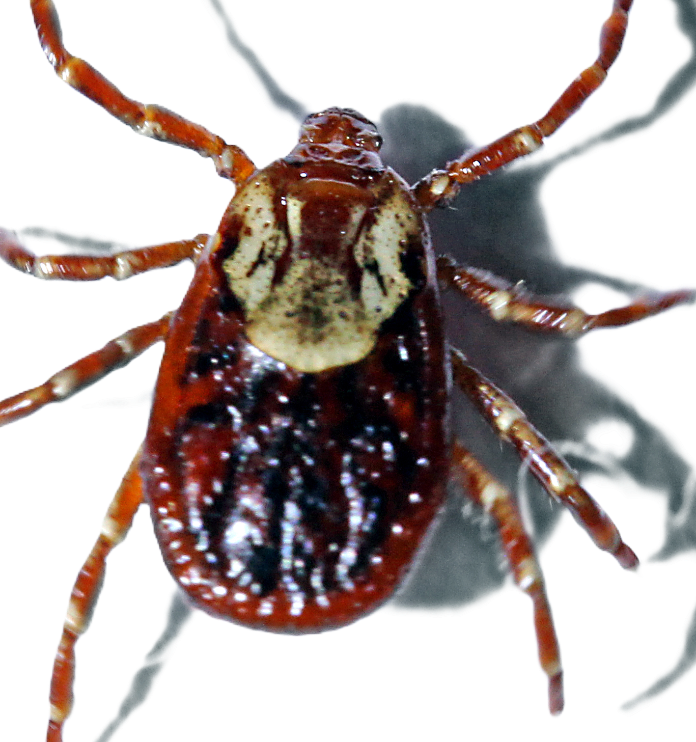 Nahaufnahme einer braunen und schwarzen Zecke auf dunklem Hintergrund