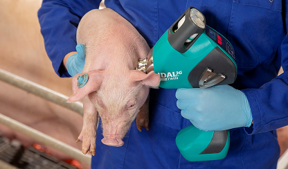 Neuer Impfstoff: 4-fach Schutz für Ferkel in nur einem Arbeitsgang möglich