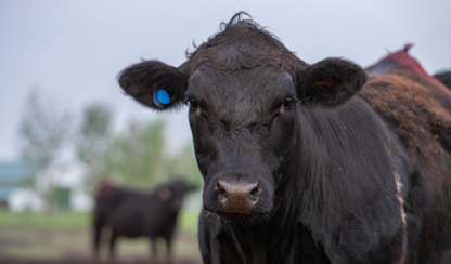 Studie der Universität Utrecht zeigt: SenseHub® Dairy erkennt Verhaltensänderungen durch Blauzungenvirus bereits 9 Tage vor klinischen Symptomen