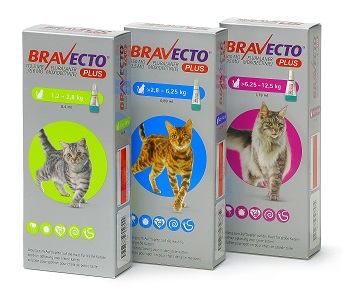Bravecto® Plus für Katzen