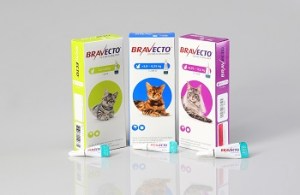 Bravecto® Lösung zum Auftropfen auf die Haut für Katzen