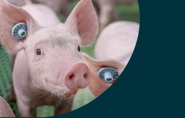 Ferkelaufzucht mit Kennzeichnung Nahaufnahme eines Ferkels mit blauen Ohrmarken in einem Stall, im Hintergrund weitere Ferkel auf grünem Boden.