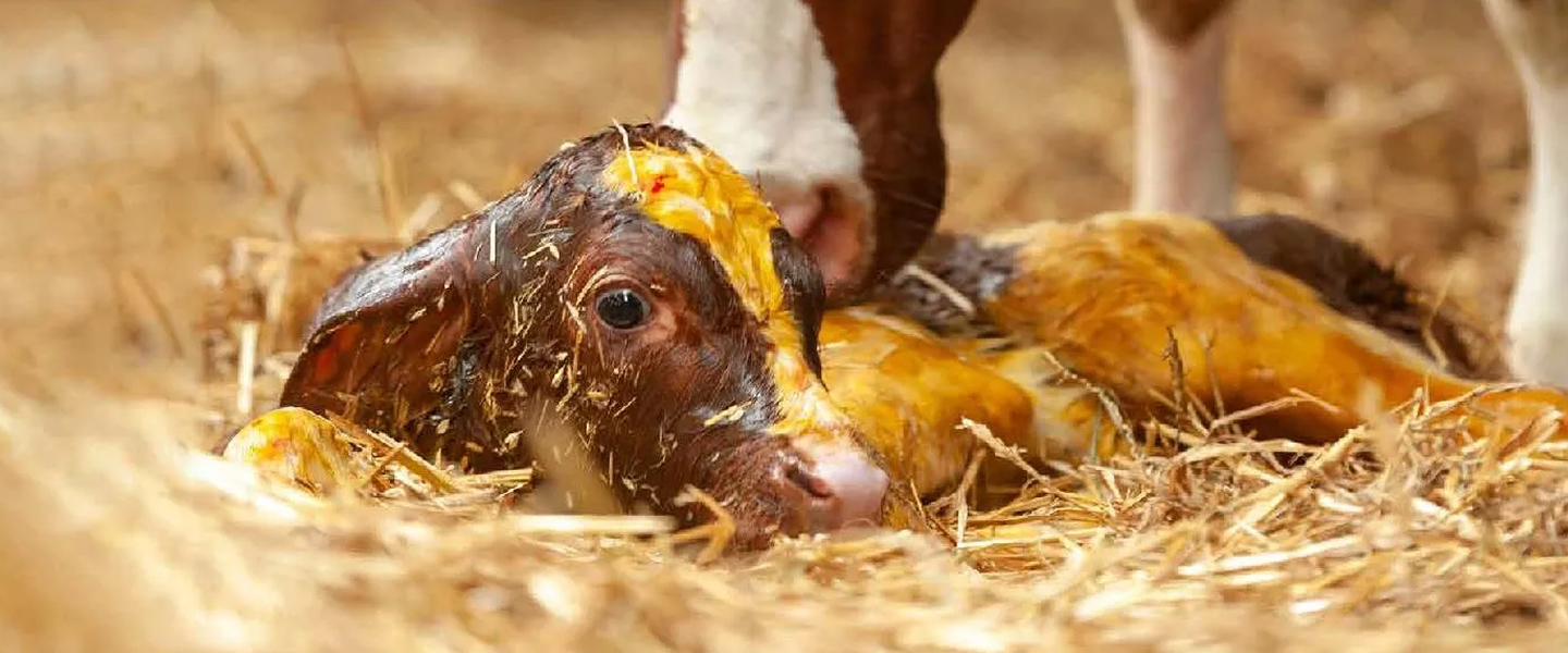 Neugeborenes Kalb Neugeborenes Kalb liegt nass im Stroh und ist mit Fruchtwasser bedeckt, während eine Kuh es sanft anstößt, vermittelt Zärtlichkeit und Neuanfang