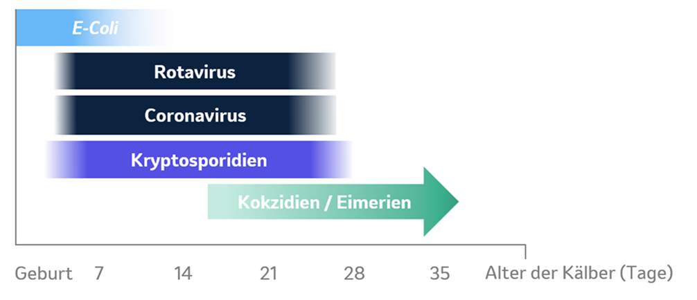 Kälber Krankheitsanfälligkeit Diagramm zur Krankheitsanfälligkeit von Kälbern nach Alter: E. coli ab Geburt, Rotavirus und Coronavirus bis Tag 21, Kryptosporidien bis Tag 28, Kokzidien ab Tag 21