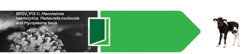 Erreger und Kalb Diagramm Grüner Pfeil nach rechts auf schwarzem Hintergrund; links Text mit Erregern (BRSV, PI3-V, Mannheimia haemolytica, Pasteurella multocida, Mycoplasma bovis) und Virusbild, rechts ein Kalb