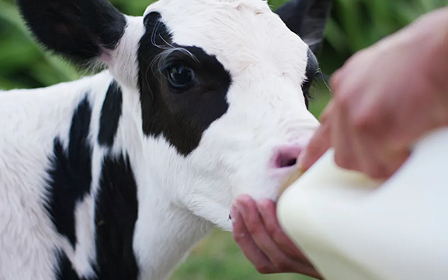 Kalb trinkt Milch Schwarz-weißes Kalb trinkt Milch aus einer großen Flasche, die von einer Hand gehalten wird, unscharfer grüner Hintergrund, fürsorgliche Szene