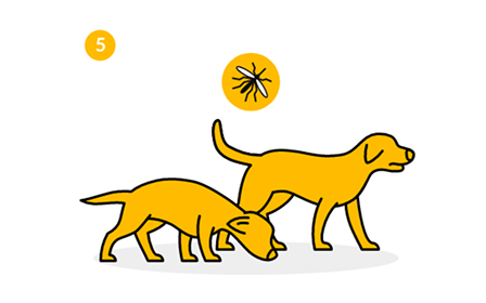 Hunde mit Mückenalarm Zwei gelbe Hunde, einer schnüffelt, einer schaut nach vorne, darüber ein Mückensymbol.