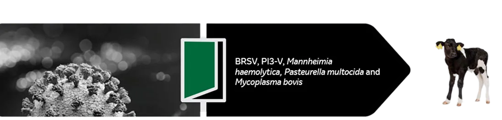 Erreger und Kalb Darstellung Schwarz-weißes Virusbild links mit Spike-Proteinen; in der Mitte Text mit BRSV, PI3-V, Mannheimia haemolytica, Pasteurella multocida und Mycoplasma bovis; rechts ein Kalb mit gelben Ohrmarken auf dunklem Hintergrund