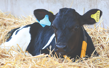 Kalb auf Stroh Schwarz-weißes Kalb mit Ohrmarken liegt auf Stroh und blickt in die Kamera, ruhige und friedliche Bauernhof-Atmosphäre