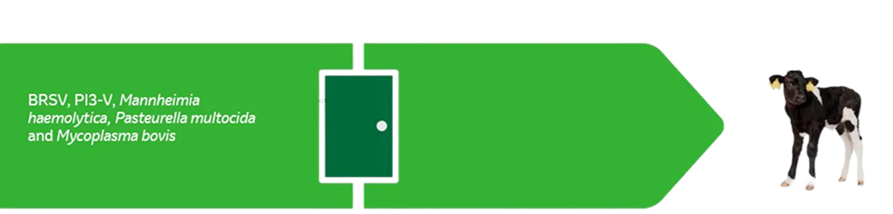 Pfeil zu Kalb und Erreger Grüner Pfeil auf schwarzem Hintergrund zeigt nach rechts zu einem Kalb; Text listet Erreger: BRSV, PI3-V, Mannheimia haemolytica, Pasteurella multocida, Mycoplasma bovis