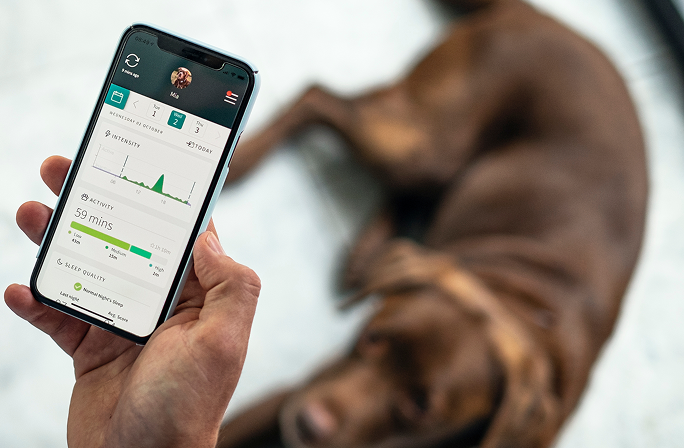 Person hält ein Smartphone mit einer Haustier-Tracking-App in der Hand, Hund liegt in der Nähe.