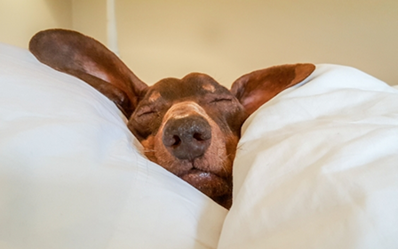 Gemütlicher Dackel Dackel ruht friedlich unter weißen Decken, Nase sichtbar.