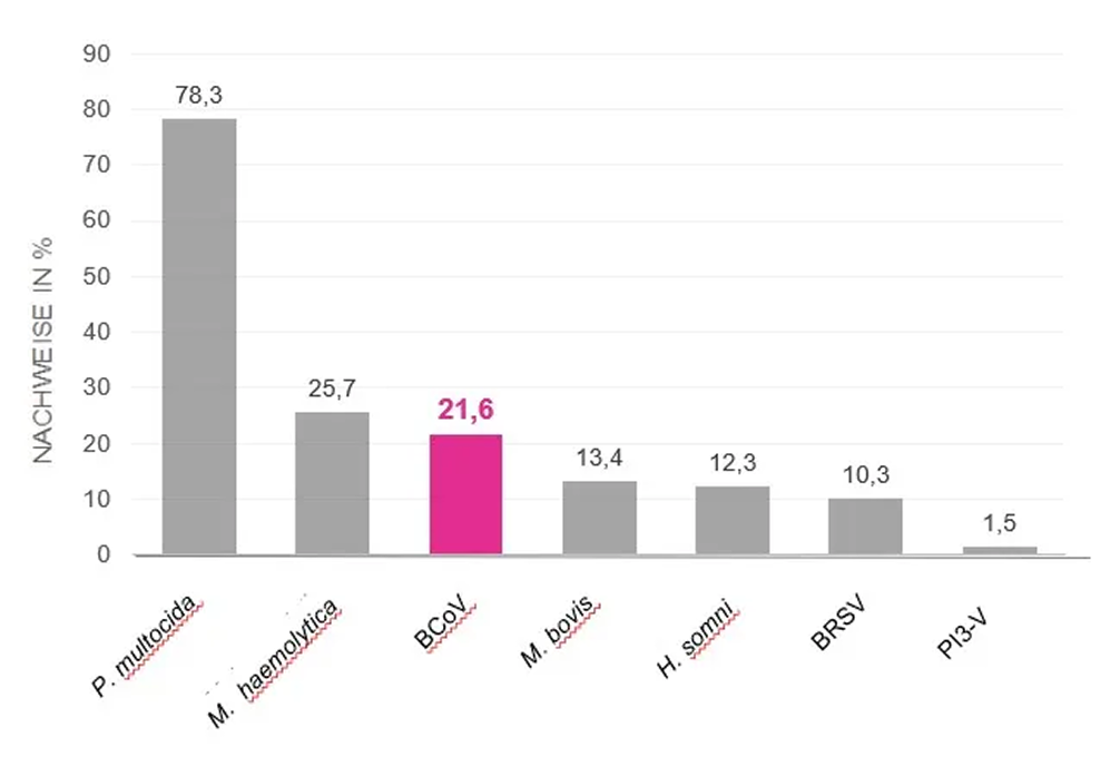 Nachweisraten Erreger Balkendiagramm zeigt Nachweisraten verschiedener Erreger: P. multocida 78,3 %, M. haemolytica 25,7 %, BCoV 21,6 % in Pink