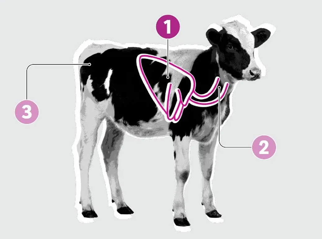 Kalb mit Markierungen Illustration eines schwarz-weißen Kalbs mit drei rosa nummerierten Markierungen an verschiedenen Körperstellen auf hellgrauem Hintergrund