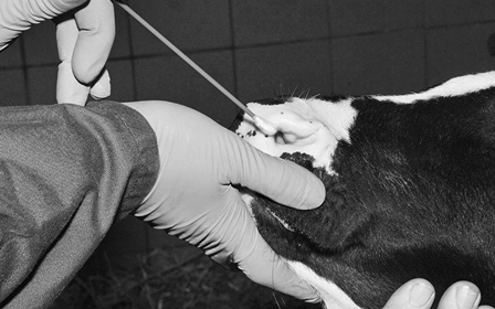 Nasenabstrich bei Kuh Tierarzt mit Handschuhen entnimmt einer Kuh einen Nasenabstrich in Schwarz-Weiß, Fokus auf sorgfältigen Umgang und Tierpflege