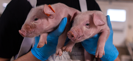 Person hält Ferkel auf dem Bauernhof Person mit blauen Handschuhen hält sanft zwei hellrosa Ferkel auf einem Bauernhof.