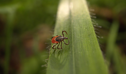 Alarmierend: Zecken selbst nach Frost aktiv – Klimawandel fordert neues Bewusstsein für Zeckenschutz