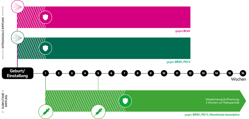 Impfplan Zeitleiste Zeitleisten-Infografik mit Impfplan, rosa, grüne und hellgrüne Balken auf schwarzem Hintergrund, zeigt verschiedene Impfphasen