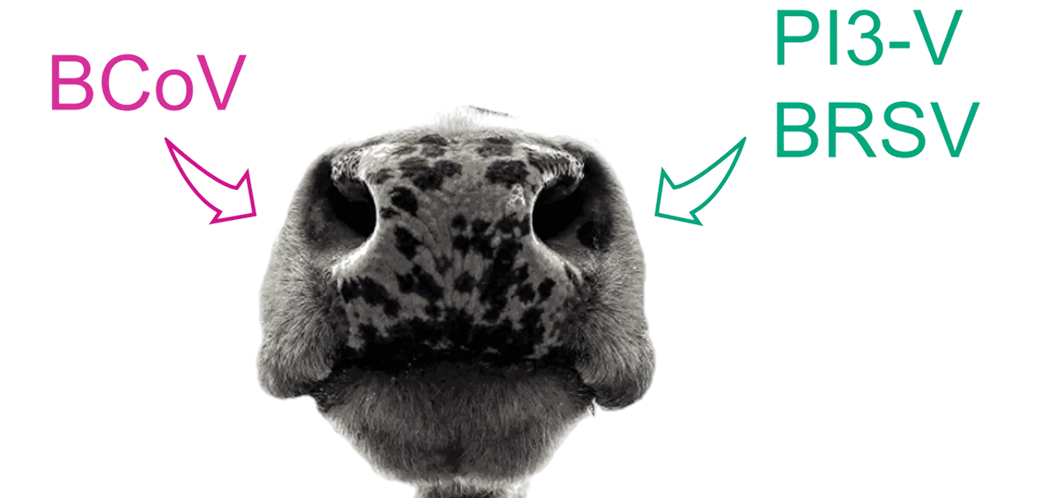 Kuhnasen Nahaufnahme mit Erregern Nahaufnahme der Nasenlöcher einer Kuh auf schwarzem Hintergrund, mit pinkem Text „BCoV“ und türkisfarbenem Text „PI3-V“ und „BRSV“, Pfeile zeigen auf die Nasenlöcher