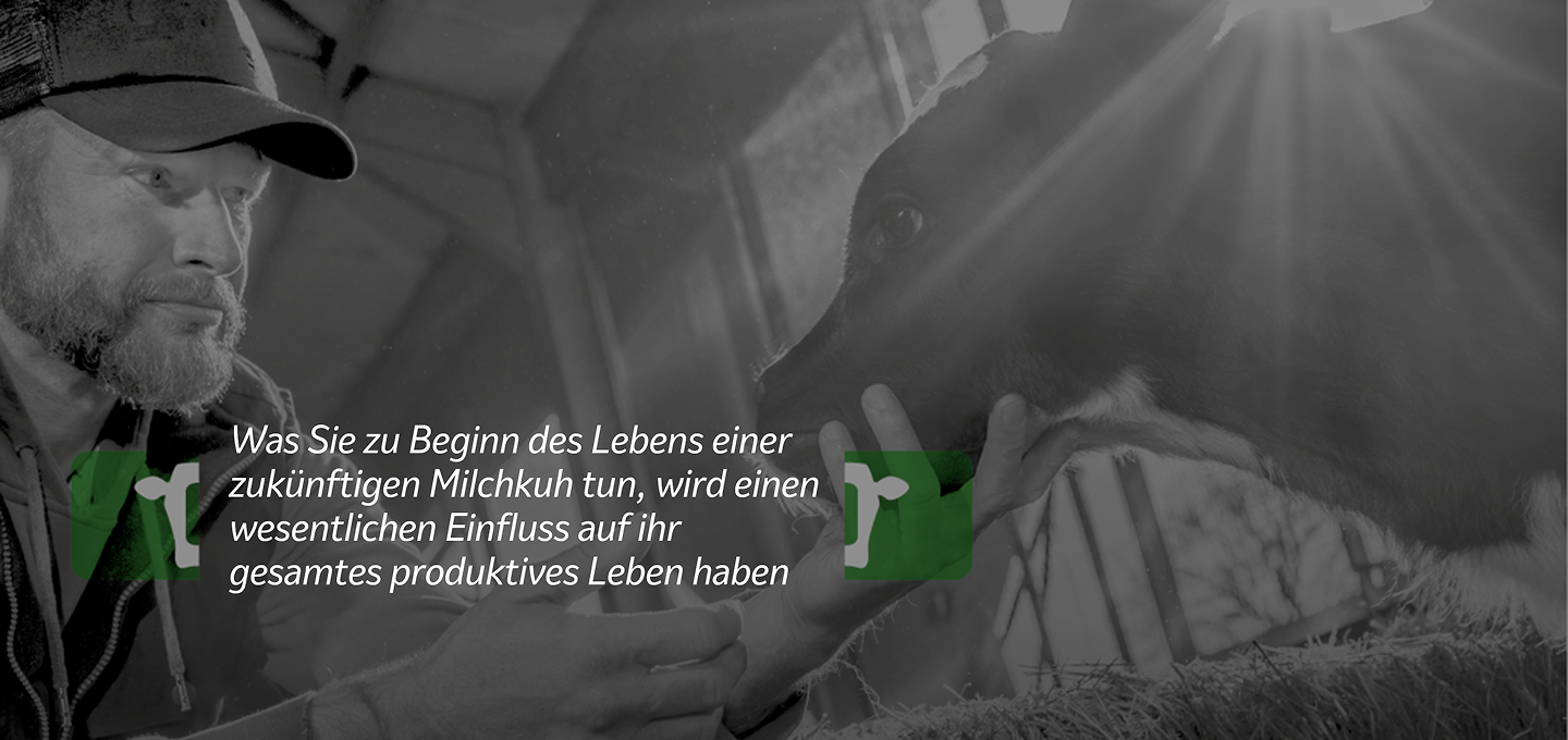 Kalbpflege im Stall Bauer interagiert sanft mit einem Kalb in einem sonnenbeschienenen Stall; deutscher Text über den Einfluss früher Pflege auf das produktive Leben einer Milchkuh