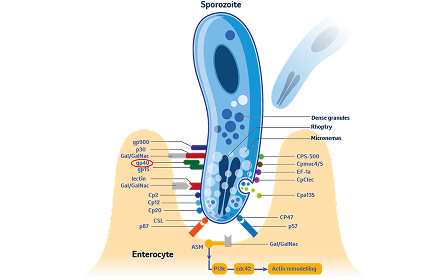 Sporozoit Infektion Illustration eines Sporozoiten, der einen Enterozyten infiziert, Beschriftungen zeigen beteiligte Proteine und Gene