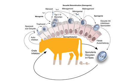 Parasiten-Lebenszyklus Kuh Diagramm des Lebenszyklus eines Parasiten in einer Kuh, zeigt von oraler Infektion bis Oozystenausscheidung, mit Pfeilen und beschrifteten Zellen