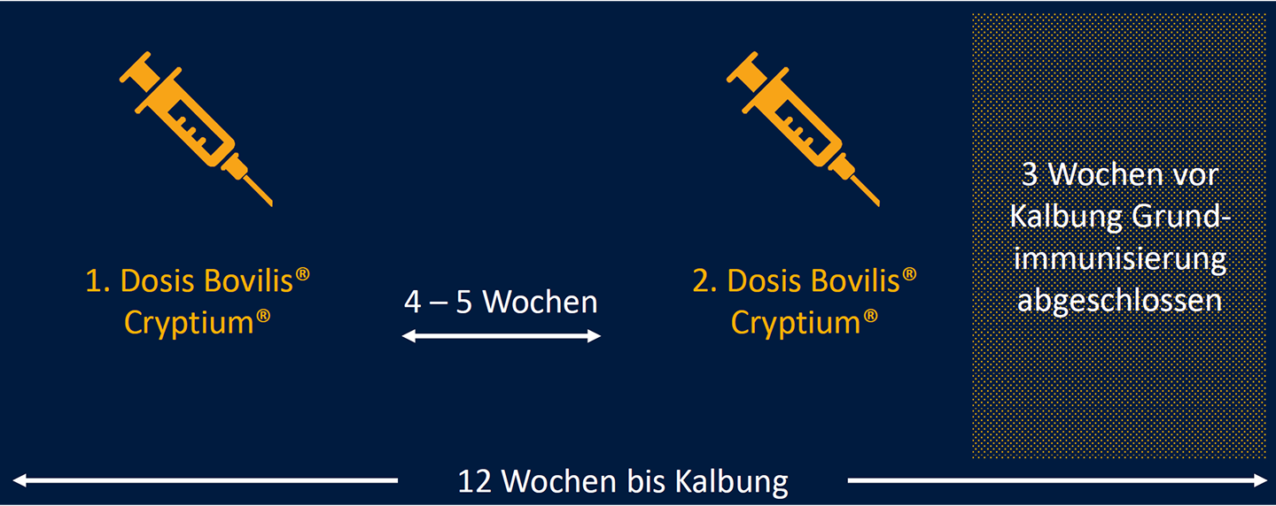 Impfplan Bovilis® Cryptium Diagramm zeigt Impfplan für Bovilis® Cryptium: erste Dosis, 4–5 Wochen Abstand, zweite Dosis, Abschluss 3 Wochen vor Kalbung, insgesamt 12 Wochen