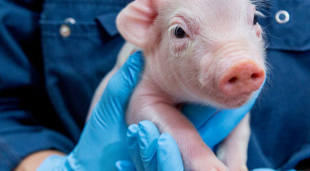 Schweine