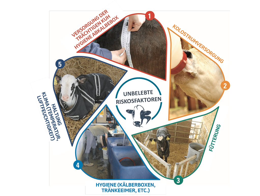 Risikofaktoren Kälberpflege Diagramm zu Risikofaktoren in der Kälberpflege mit beschrifteten Schritten: Kuhhygiene, Kolostrumfütterung, Ernährung, Sauberkeit und Kälberumgebung; zentrales