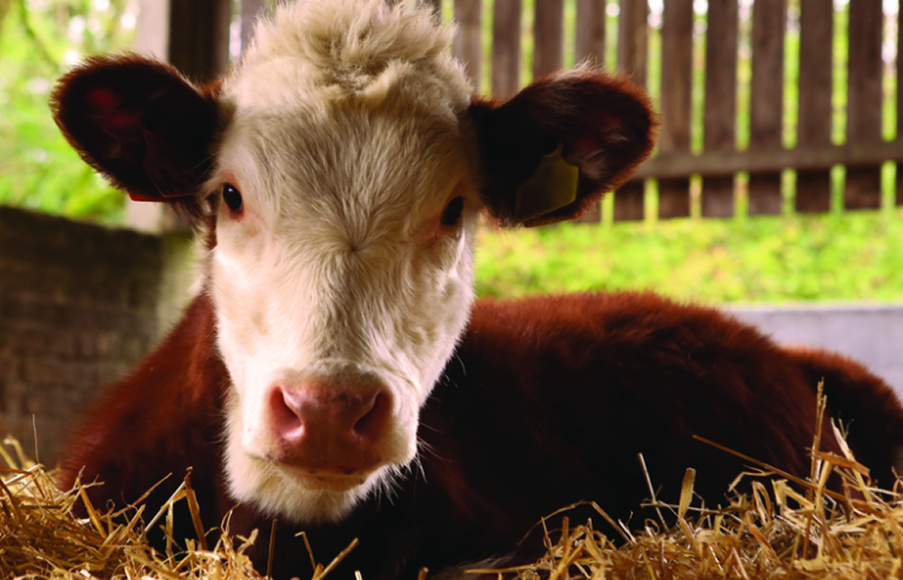 Kuh im Stall Braun-weiße Kuh liegt auf Stroh in einem Stall und blickt direkt in die Kamera, weiches Licht und ruhige Atmosphäre