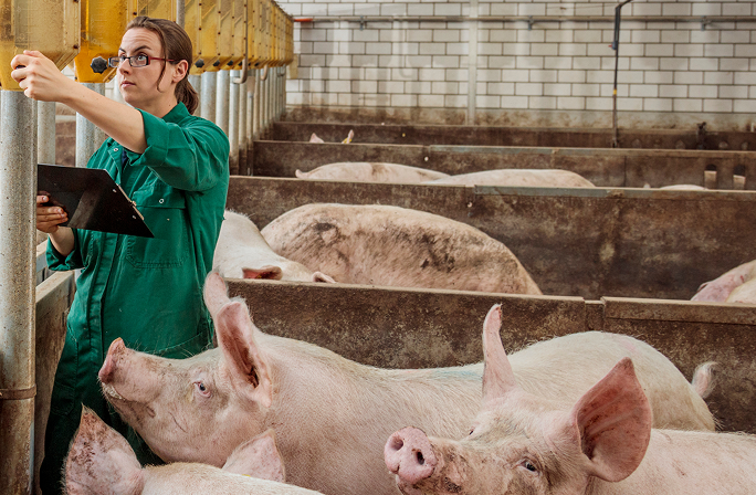 Schweinestallinspektion Landarbeiter kontrolliert Schweine in einem Stall und macht sich Notizen auf einem Klemmbrett.