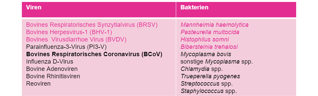 Rinder-Viren und Bakterien Diagramm mit aufgelisteten Rinder-Viren (BRSV, BHV-1, BCoV) und Bakterien (Mannheimia haemolytica, Mycoplasma bovis) in rosa Farbtönen