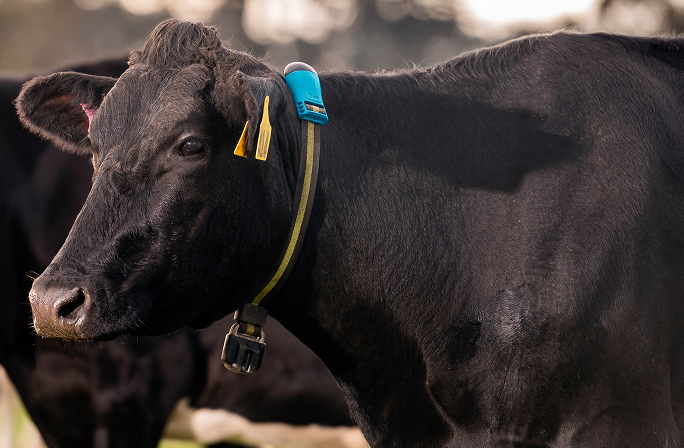 Rinderüberwachungshalsband Schwarze Kuh mit Fährtenhalsband und Ohrmarke in einer Herde.