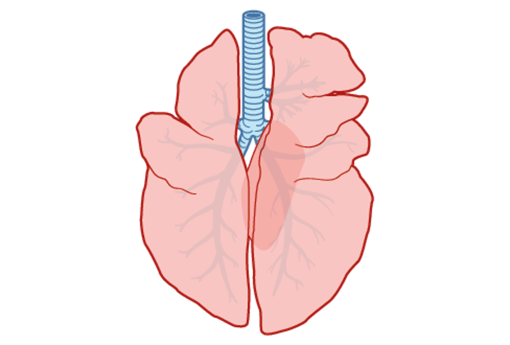 Menschliche Lungen Illustration Illustration von rosa menschlichen Lungen auf schwarzem Hintergrund mit detaillierten bronchienartigen Verzweigungen und blauer Luftröhre in der Mitte, edukativer Ton