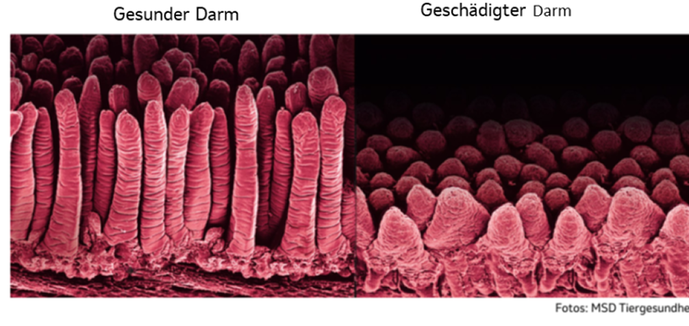 Gesunder vs geschädigter Darm Vergleich von Darmgewebe nebeneinander: links gesunder Darm mit hohen Zotten („Gesunder Darm“), rechts geschädigter Darm mit verkürzten Zotten („Geschädigter Darm“)