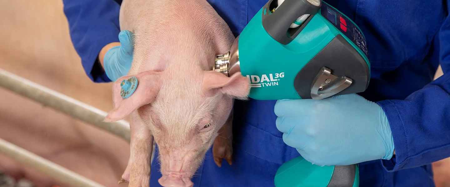 Intradermale Impfung mit IDAL 3G TWIN Anwendung des IDAL 3G TWIN Impfgeräts hinter dem Ohr eines Ferkels durch eine Person in blauer Arbeitskleidung.