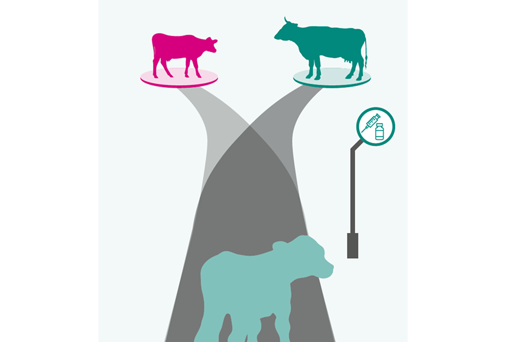 Kalb und Kuh Weggabelung Silhouetten eines Kalbs und einer Kuh an einer Weggabelung auf unterschiedlichen Pfaden, mit einem Spritzensymbol in der Nähe, symbolisiert Wachstum und Richtungswahl