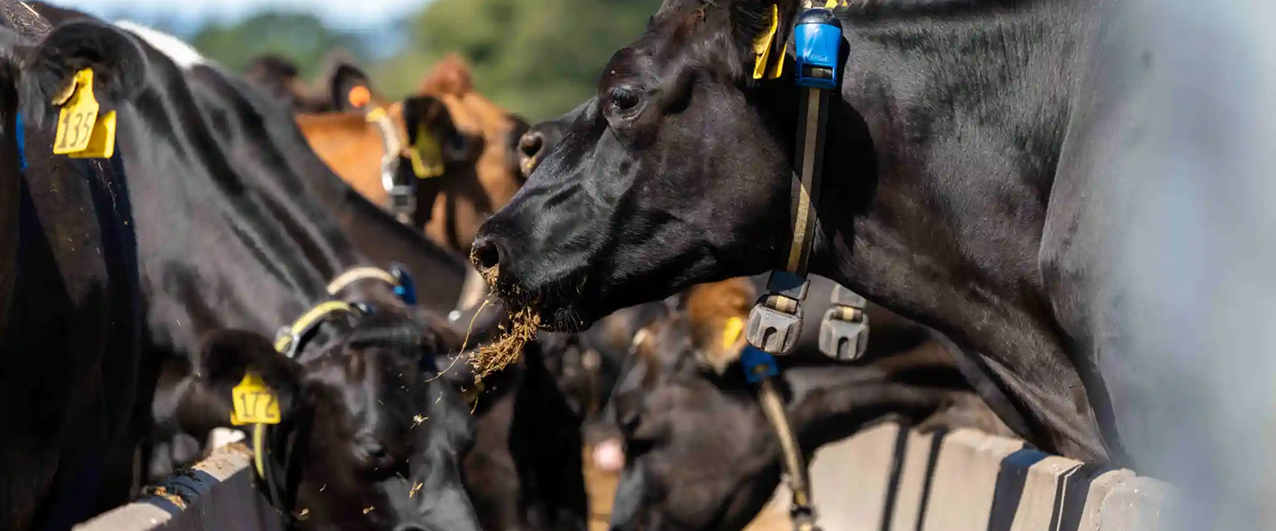 Nahaufnahme einer schwarzen Kuh mit blauem Halsbandsensor beim Fressen an einem Futtertrog im Freien.