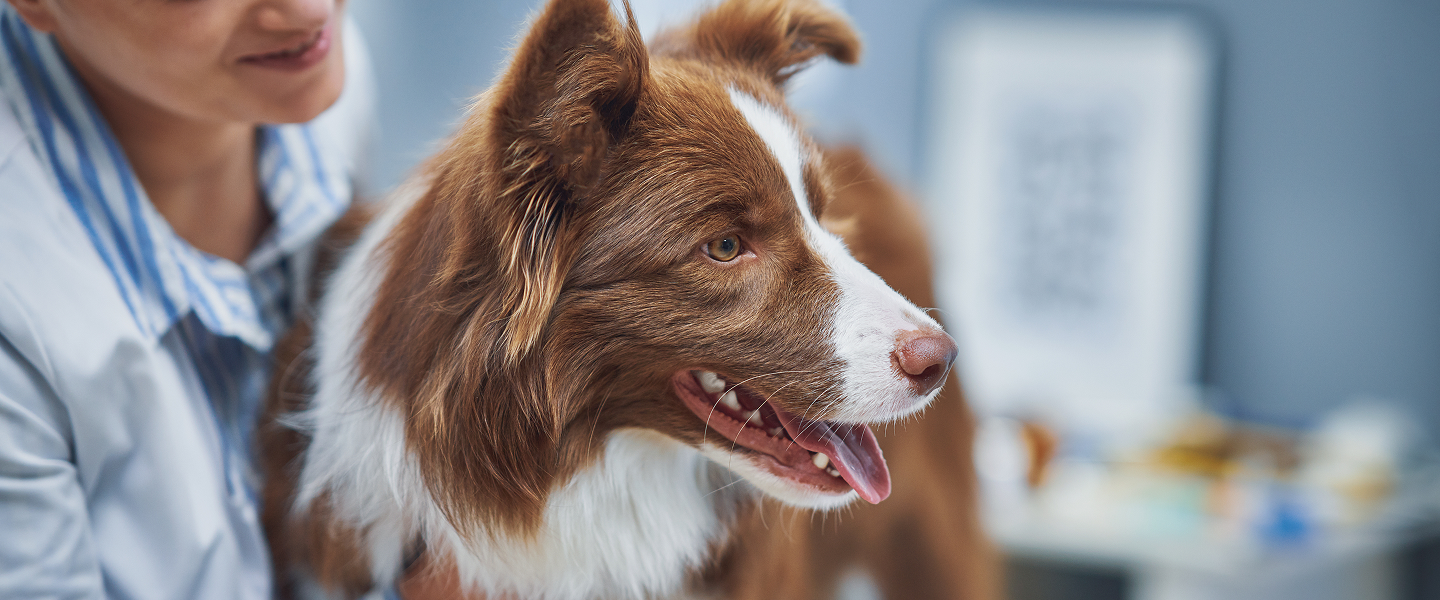 Hunde