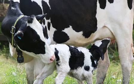 Kuh mit Kalb Schwarz-weiße Kuh säugt ihr Kalb auf einer Wiese, fürsorgliche Szene