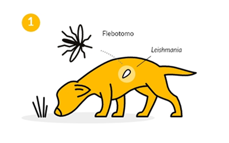 Hund mit Flebotomo- und Leishmania-Illustration Gelber Hundeschnüffelplatz mit Flebotomo-Insekt und Leishmania-Markierung.
