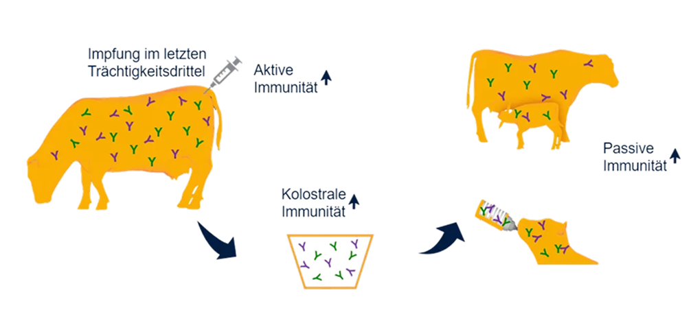 Aktive und passive Immunität Kuh-Silhouette mit bunten Antikörpern für aktive Immunität durch Impfung; Milch und Kalb zeigen passive Immunübertragung