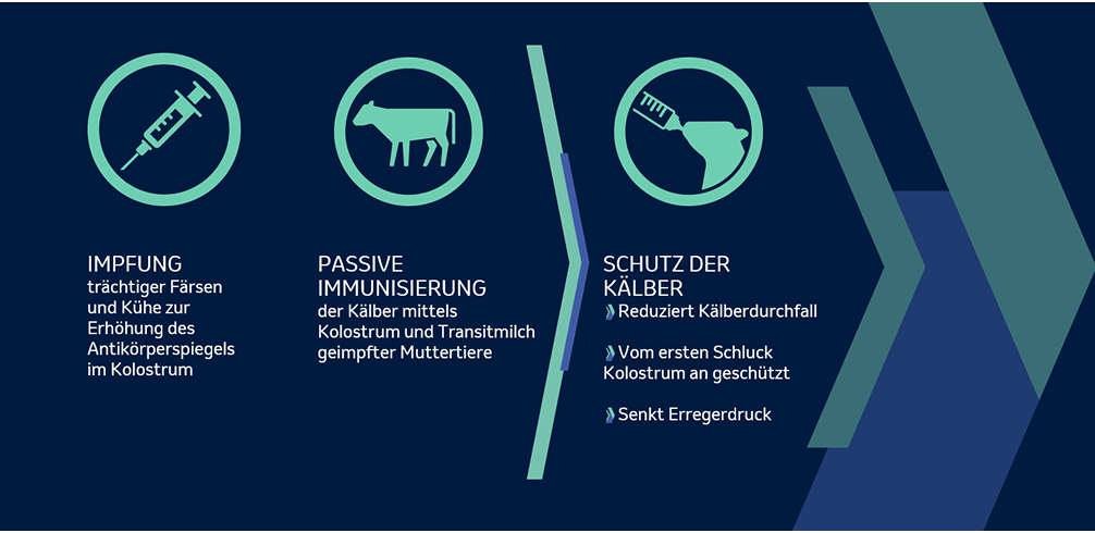 Aktive und passive Immunität Kuh-Silhouette mit bunten Antikörpern für aktive Immunität durch Impfung; Milch und Kalb zeigen passive Immunübertragung