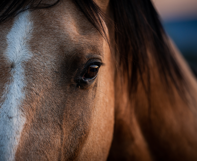 Nahaufnahme eines Pferdeauges