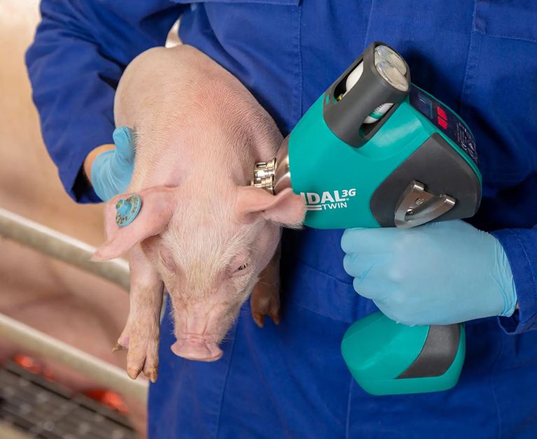 Intradermale Impfung mit IDAL 3G TWIN Anwendung des IDAL 3G TWIN Impfgeräts hinter dem Ohr eines Ferkels durch eine Person in blauer Arbeitskleidung.