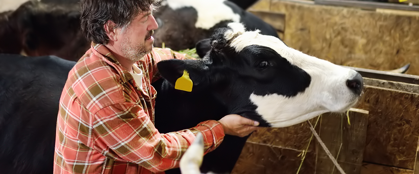 Bauer mit Kuh im Stall Mann in einem karierten Hemd hält sanft den Kopf einer schwarz-weißen Kuh in einer Scheune.