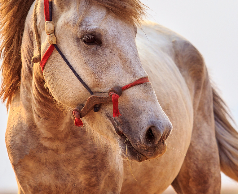 Erwachsenes Pferd Das Pferd blickt nach links und trägt ein Gesichtsgeschirr