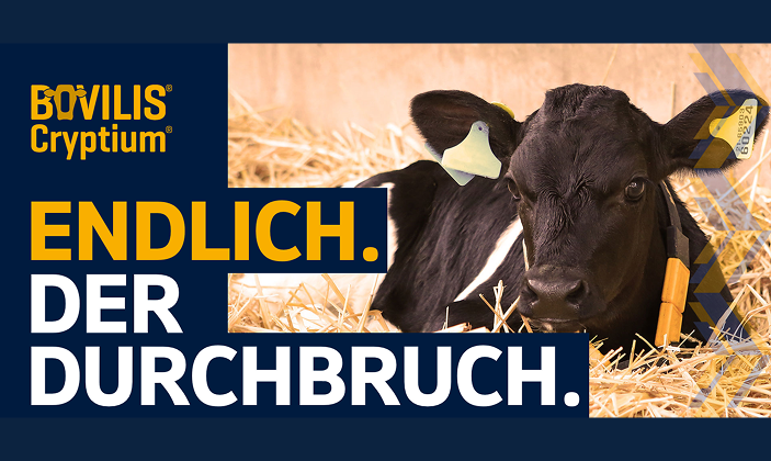 Kalb Bovilis Cryptium Anzeige Junges Kalb liegt auf Stroh mit Ohrmarken, Produktanzeige für Bovilis Cryptium; gelber und weißer Text „Endlich. Der Durchbruch.“
