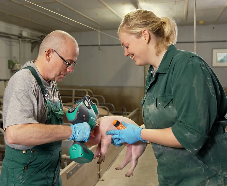 Nadellose Impfung im Schweinestall Zwei Personen in grüner Arbeitskleidung impfen ein Ferkel im Stall mit einem IDAL-Gerät.