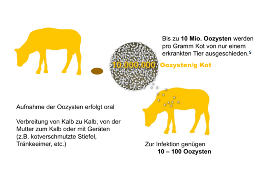 Oozysten Verbreitung Illustration einer Kuh zeigt die Verbreitung von Oozysten über Kot; Text: bis zu 10 Millionen Oozysten pro Gramm Kot, 10–100 reichen für eine Infektion